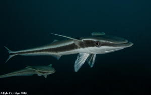 Had this Remora follow me around for the whole dive by Kyle Castelyn 